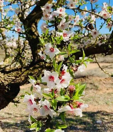 木屋 Casa Tipica Aragonesa. *