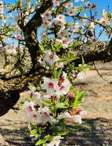 Chalé Casa Típica Aragonesa. *